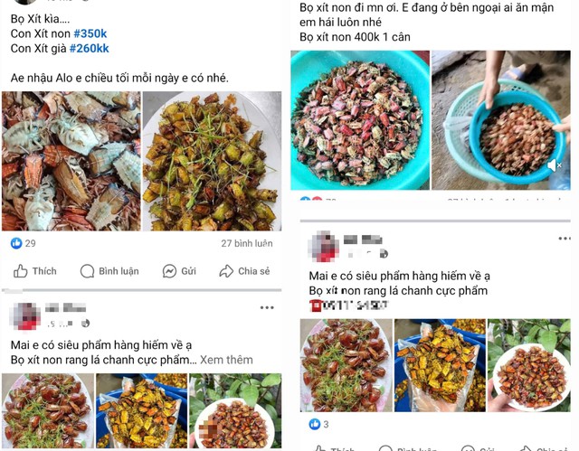 Nhiều người rao bán bọ xít trên mạng xã hội. Ảnh chụp màn hình.
