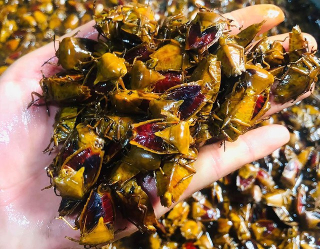 Bọ xít non giá cao nhưng vẫn được nhiều người săn mua. Ảnh: Đỗ Thị Thìn.