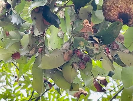 Mùa bọ xít thường rơi vào khoảng thời gian tháng 5 - tháng 6. Ảnh: Vân Bé.