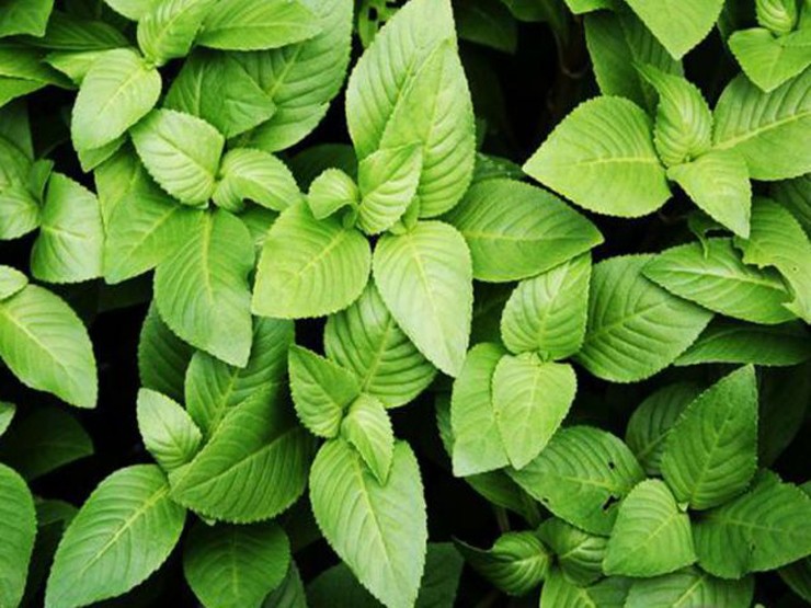 Quế vị có tên khoa học&nbsp;là Limnophila rugosa, thuộc họ Scrophulariaceae. Đây là một loại cây cỏ mọc nằm và đứng, cây có chiều cao khoảng 40cm, có lông mịn xung quanh.
