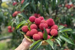 Vải thiều Trung Quốc đổ bộ chợ Việt, chị em thi nhau mua với giá lên tới 700 nghìn đồng/kg