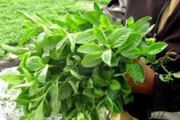 Cây mọc dại hóa  " mỏ tiền " , trồng 3 tháng là thu hoạch, thành đặc sản có giá 100.000 đồng/kg