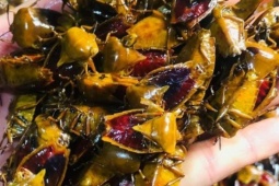 Đặc sản khiến nhiều người  " rùng mình " , giá gần nửa triệu đồng/kg vẫn đắt hàng