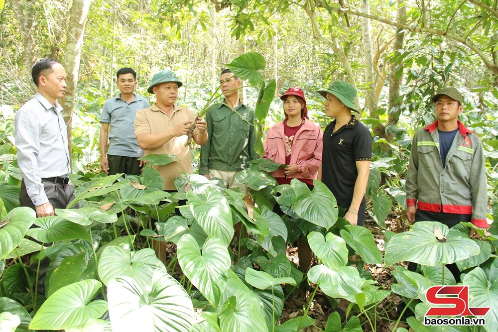 Mô hình trồng dược liệu dưới tán rừng của Hợp tác xã Nhân Thuận, xã Cà Nàng, huyện Quỳnh Nhai.