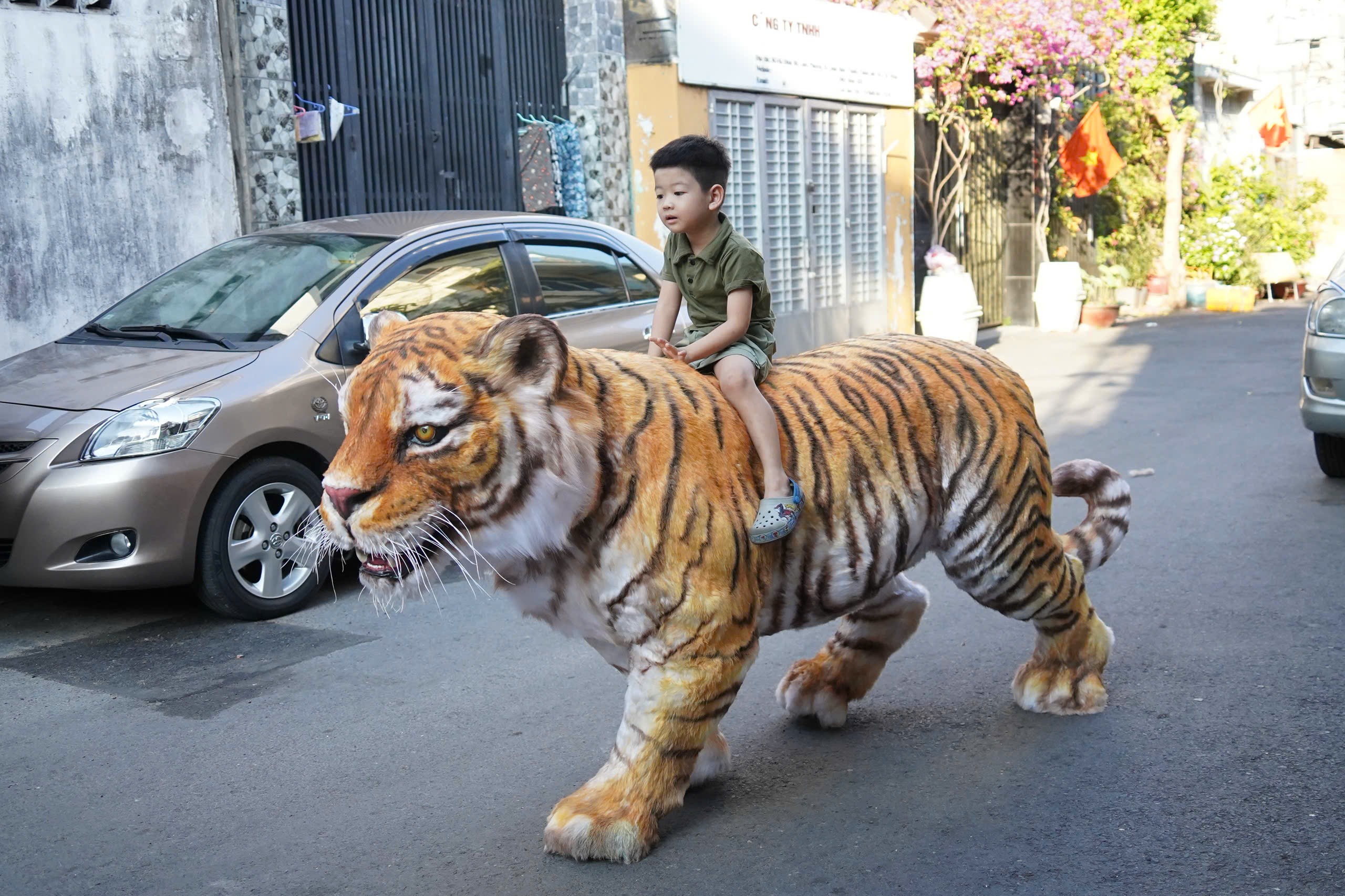 Theo anh Dự, con hổ này cao 1,3m, dài 2,5m, tỷ lệ 1:1 với một con hổ Bengal trưởng thành.