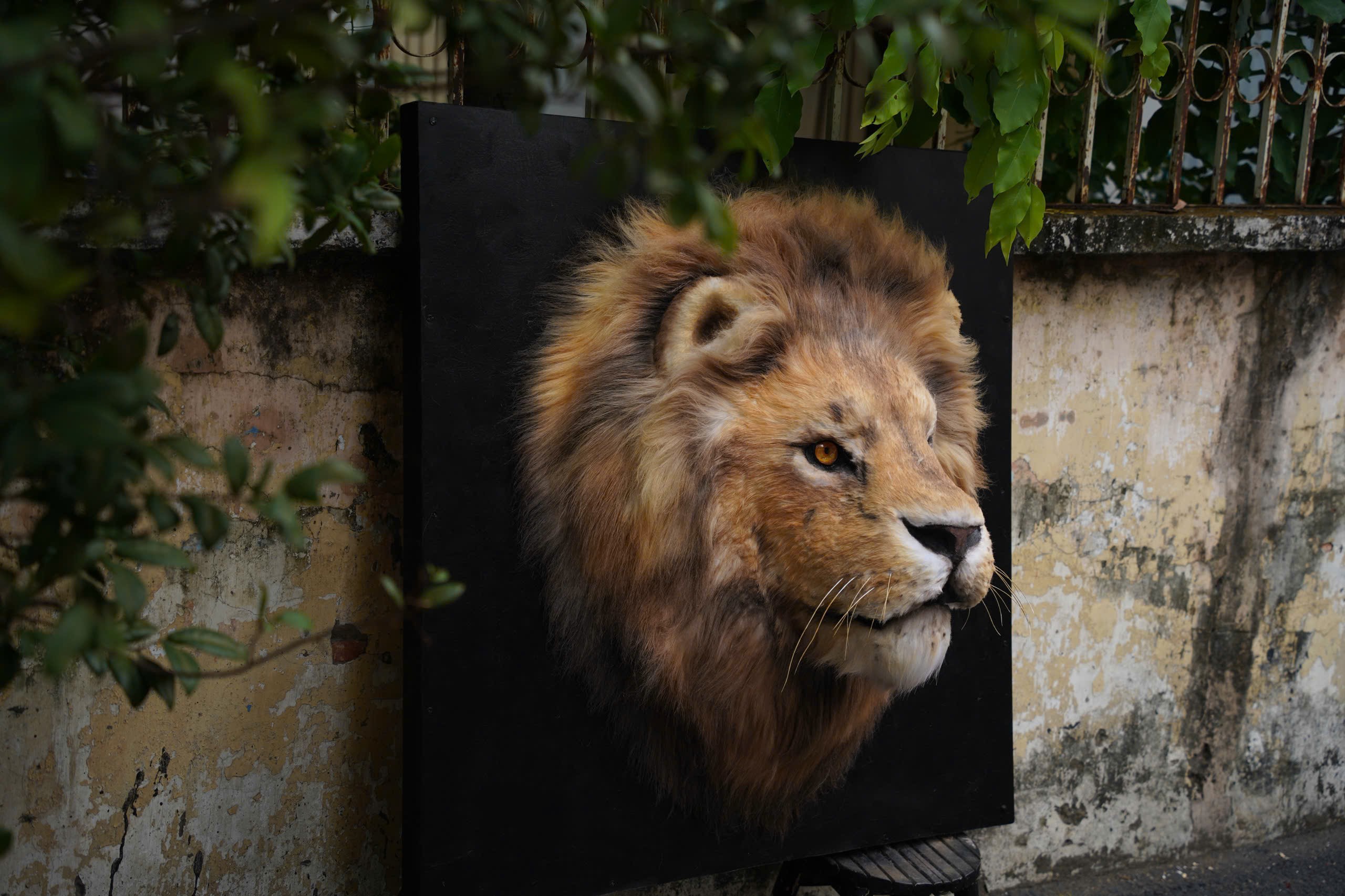 Thời gian tới, anh Dự sẽ bắt tay vào làm thêm các mô hình con vật, linh vật khác theo đơn đặt hàng như sư tử, chó, mèo, rắn…