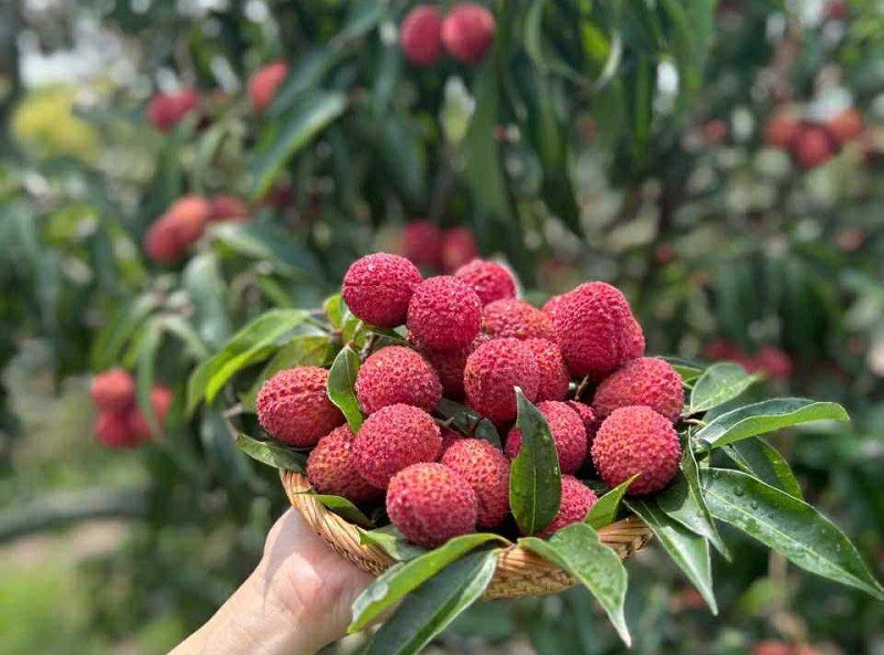 Theo chị Tâm, đa số khách đặt mua vải không hạt để trải nghiệm vì lạ. (Ảnh: Nguyễn Tâm)