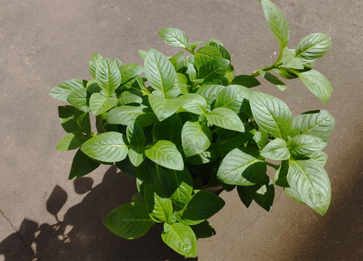 Khoảng 3 tháng sau trồng, rau quế vị cho ăn lứa đầu tiên.
