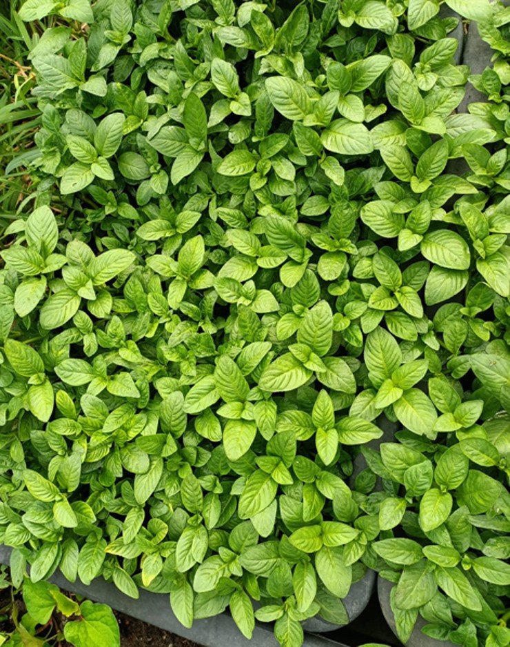 Nhiều hộ gia đình mở rộng mô hình trồng quế vị để bán ra thị trường, tăng thêm thu nhập, vừa trồng theo phương pháp truyền thống vừa trồng trong nhà lưới.&nbsp;
