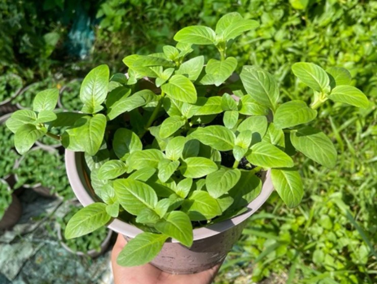 Không chỉ là thức rau rừng đặc sản làm tăng thêm hương vị cho món ăn, rau quế vị còn có tác dụng trong chữa bệnh trong y học dân gian và y học cổ truyền vì mang đến nhiều lợi ích tuyệt vời cho sức khỏe.
