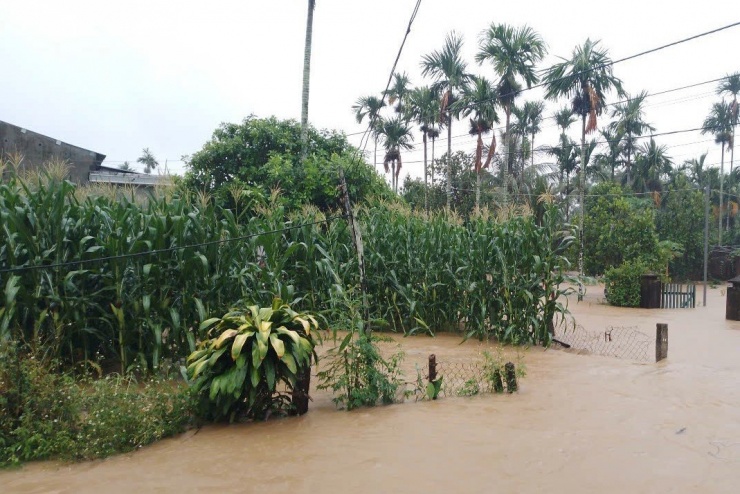 Nhiều diện tích hoa màu của người dân bị ngập úng, nguy cơ mất trắng. Ảnh: N.X