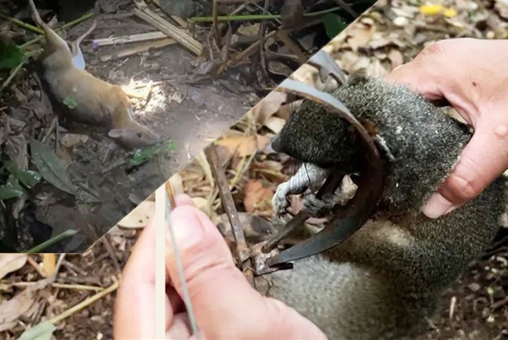 Điều tra: Mục sở thị 'ma trận' bẫy thú ở Vườn quốc gia Cát Tiên