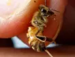 Dùng ong đốt để điều trị ung thư, người phụ nữ phải cắt bỏ cả hai bên ngực