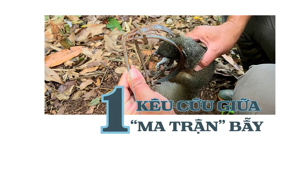 Điều tra: Mục sở thị &#39;ma trận&#39; bẫy thú ở Vườn quốc gia Cát Tiên - 1