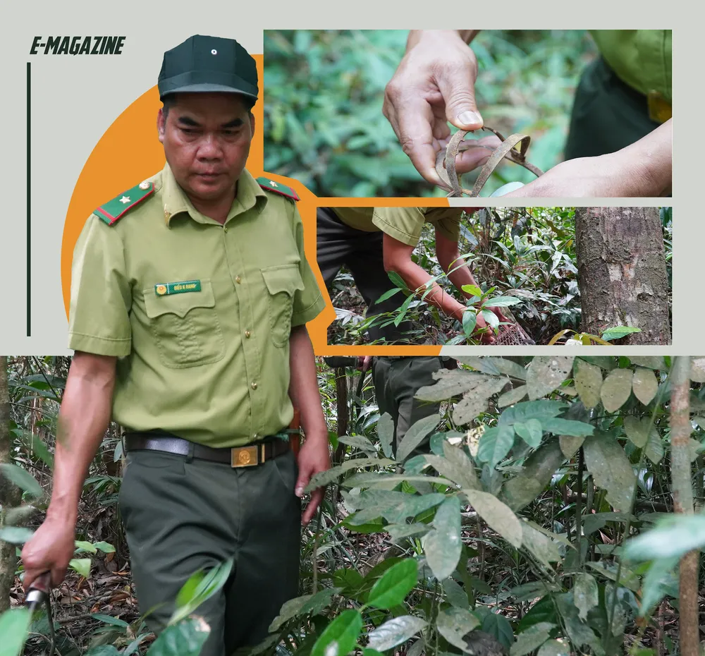 Lực lượng kiểm lâm tuần tra rừng, tháo gỡ các loại bẫy do thợ săn đặt trộm.