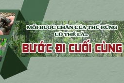 Video điều tra: Đối diện  ' ma trận '  bẫy thú rừng trong Vườn quốc gia Cát Tiên