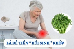 Tin tức sức khỏe - Loại lá mọc đầy vườn, rẻ như cho nhưng là “khắc tinh” của bệnh xương khớp