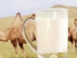 Cả thị trấn đổi đời nhờ thứ sữa được mệnh danh là “vàng trắng”