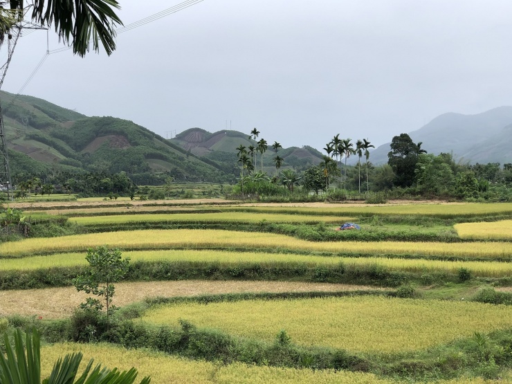 Ruộng bậc thang nối tiếp ruộng bậc thang. Hương lúa chín khe khẽ thoảng đưa. Nếu không có hàng cau thẳng tắp đứng giữa ruộng nương bờ bãi, chắc người ta sẽ nghĩ rằng những hình ảnh này được chụp ở vùng núi phía Tây Bắc hay Đông Bắc gì đó. Dám lắm à!