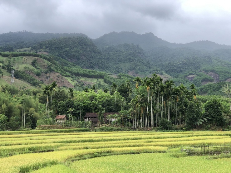Đây huyện Ba Tơ, vài mái nhà đơn sơ, cục mịch được vây quanh bởi màu vàng ươm của lúa chín…