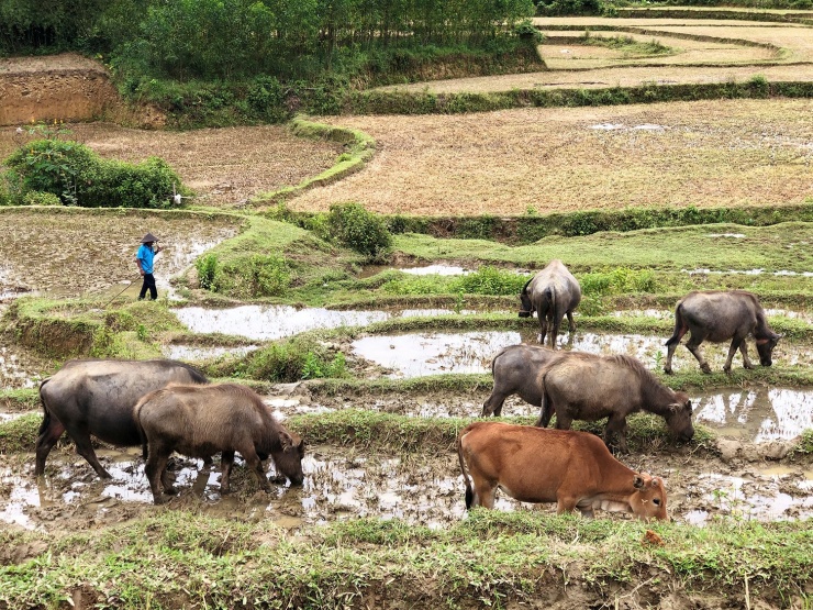 Và tôi, chỉ e là đã để con tim mình đi lạc trong khung cảnh thanh bình ấy luôn rồi.