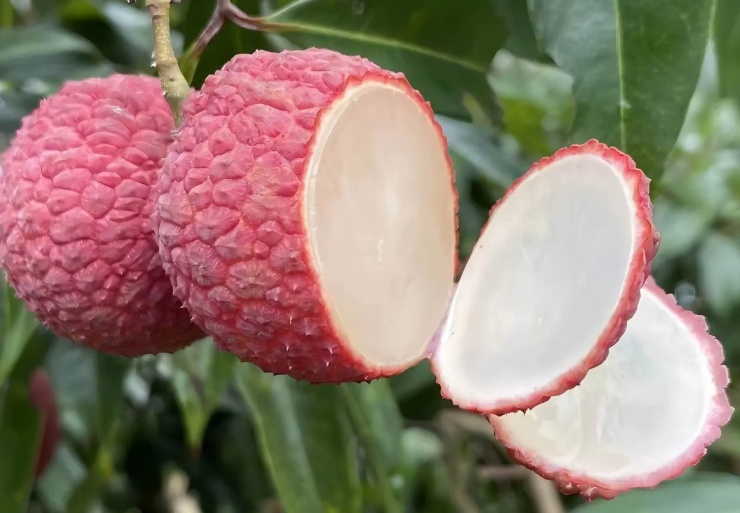 Huyện Thành Mai của Hải Nam (Trung Quốc) là thủ phủ của giống vải không hạt Trung Quốc. Ảnh: Baidu