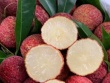 Vải Trung Quốc được trồng như thế nào mà về Việt Nam giá 700.000 đồng/kg?