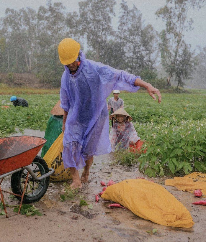 Người dân ở xã Duy Nghĩa, huyện Duy Xuyên đội mưa thu hoạch khoai lang chạy lũ-&nbsp; Ảnh: Nguyễn Xuân Anh