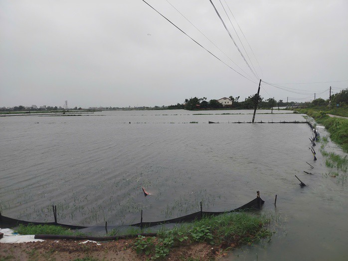 Hơn 15.000 ha lúa ở tỉnh Quảng Nam bị ngập nặng