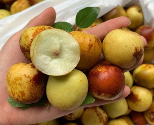 Hồng táo tươi đầu mùa được bán với giá không hề rẻ những vẫn "hút" người tiêu dùng. Ảnh: BDP.