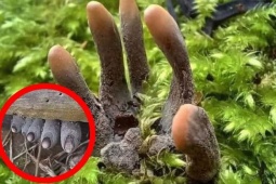 Tin tức sức khỏe - “Móng Quỷ” – Tên gọi đáng sợ, hỗ trợ giảm đau xương khớp cực hiệu quả 