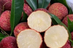 Vải Trung Quốc được trồng như thế nào mà về Việt Nam giá 700.000 đồng/kg?