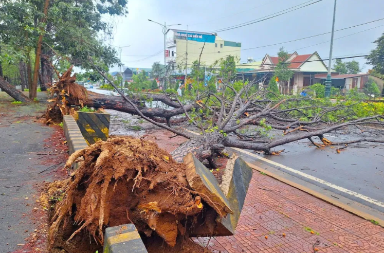 Hai cây thông bị quật ngã ở Biển Hồ