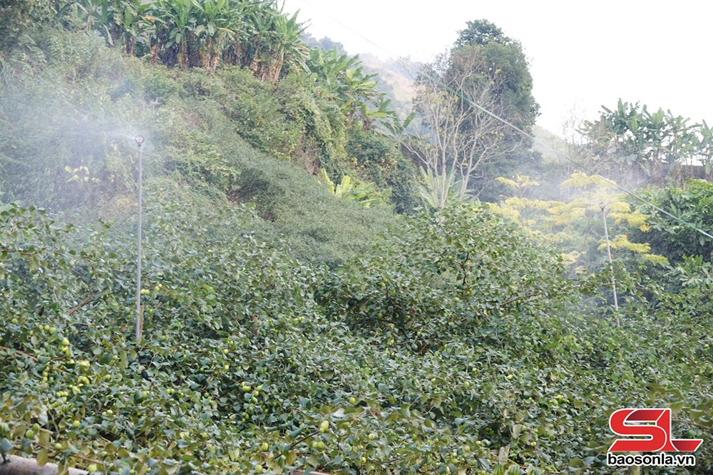 Vườn táo của nông dân xã Mường Bú, huyện Mường La, đầu tư hệ thống tưới phun.