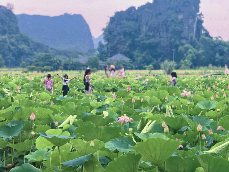 Đầm sen chưa kịp nở, hội mê ảnh đẹp đã ùn ùn đổ về Hang Múa check-in cực &#39;cháy&#39; - 11