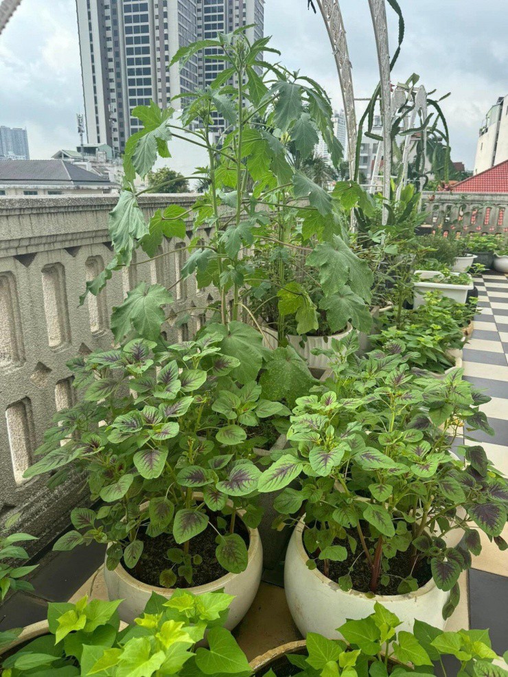 Hoa hậu Đền Hùng Giáng My ở biệt thự 1000m2 ăn đơn sơ toàn rau với tô hoa quả duy trì vẻ đẹp không tuổi - 11