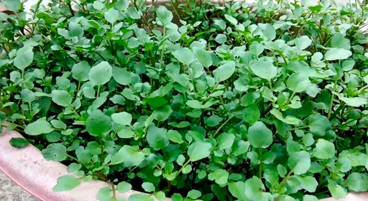 Một loại rau dân dã vốn rất quen thuộc với người dân Việt Nam ở cả 3 miền được CDC Mỹ đánh giá "tốt nhất thế giới", đó là rau cải xoong. 
