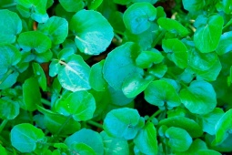 Cây rau dại Mỹ đánh giá  " tốt nhất thế giới " , ở Việt Nam có đầy, chỉ trồng 30 ngày là thu hái