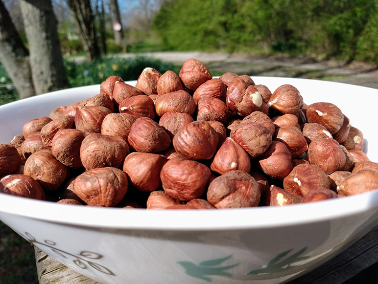 Nhìn bên ngoài, hạt phỉ khá giống hạt dẻ, với phần vỏ cứng bên ngoài và nhân bên trong màu trắng, hương vị thơm bùi hấp dẫn.&nbsp;
