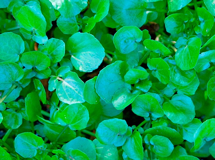 Theo tìm hiểu, rau cải xoong có nguồn gốc từ châu Âu và châu Á, được trồng từ hàng trăm năm trước như một loại rau và cây thuốc.&nbsp;
