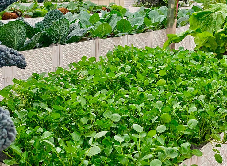 Loại rau này có vị hơi cay, the nhẹ, thanh mát và thơm dịu. Khi ăn sống, rau giòn, mọng nước, để lại hậu vị mát lạnh. Khi chế biến, rau giữ được màu xanh bắt mắt và vị đậm đà dễ kết hợp với nhiều nguyên liệu.
