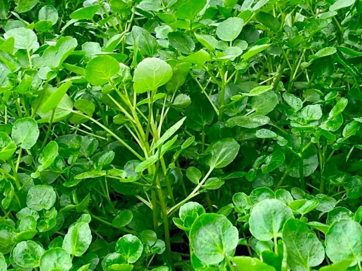 Mỗi vụ trồng cải xoong có thể cho thu hoạch nhiều lần, với năng suất ổn định nếu được chăm sóc kỹ. Hiện, nhiều hộ dân đã mở rộng mô hình trồng cải xoong, mang về nguồn thu nhập đáng kể.

