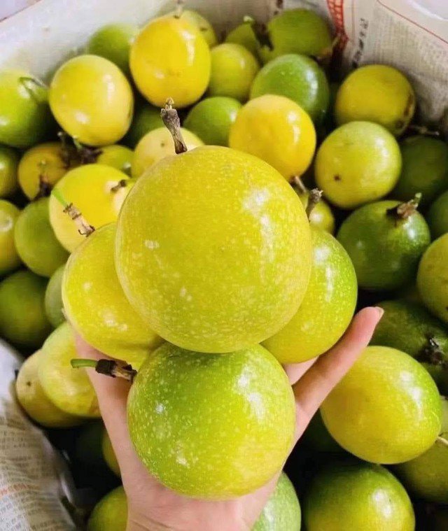 Chanh dây hoàng kim được nhiều người ưa chuộng trong ngày hè này. Ảnh PT