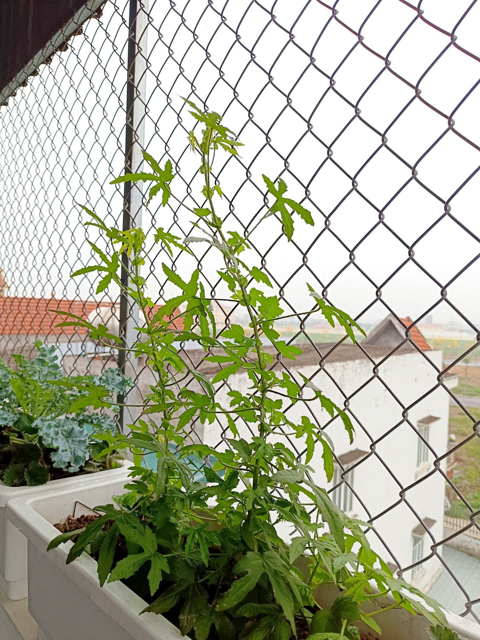 Lá vông vang có hình dạng xẻ thùy, mép có răng cưa, mặt trên màu xanh sẫm, mặt dưới màu trắng xám, có lông mịn. Ảnh: Thắm Trương
