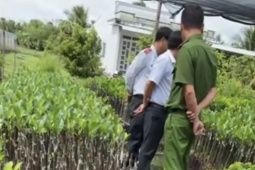 Vụ hỏi ‘chứng chỉ ghép cây' ở Hậu Giang, lãnh đạo Sở Nông nghiệp và Môi trường nói gì?