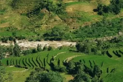 Say đắm sắc xanh mùa lúa non ở Y Tý