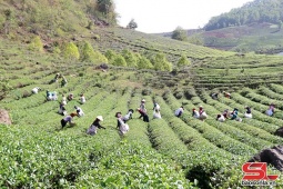 Thuận Châu, Sơn La khai thác lợi thế phát triển nông nghiệp bền vững