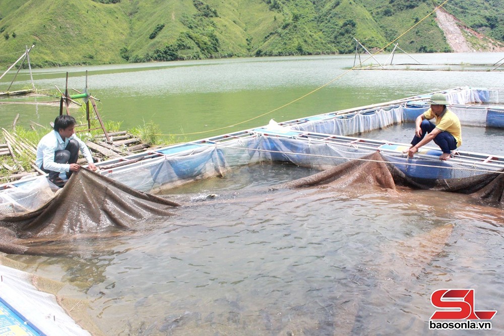 Nông dân xã Liệp Tè, huyện Thuận Châu phát triển nghề nuôi cá lồng.