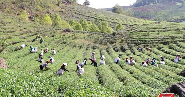 Thuận Châu, Sơn La khai thác lợi thế phát triển nông nghiệp bền vững
