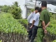 Vụ hỏi ‘chứng chỉ ghép cây' ở Hậu Giang, lãnh đạo Sở Nông nghiệp và Môi trường nói gì?